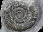 Dactylioceras Ammonite Stand Up - England #68138-1